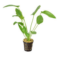 Echinodorus Schuleteri Live Aquarium Plant - 5cm Pot