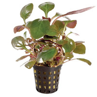 Lobelia Cardinalis Live Aquarium Plant - 5cm Pot