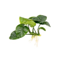 Pisces Anubias Large Assorted 5 Pack