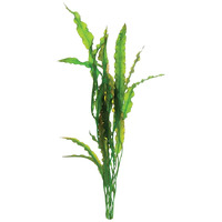 Aponogeton Crispus (Red) Live Aquarium Plant