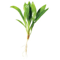 Echinodorus Grisebachii Live Aquarium Plant - Small