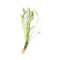 Echinodorus Latifolius Live Aquarium Plant - Small