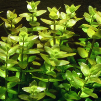 Bacopa Caroliniana  -Live Aquarium Plant  Fish Tank