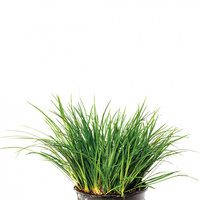 Dwarf Green Rush Live Plant 5 Pack