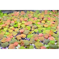 Red Root Floaters