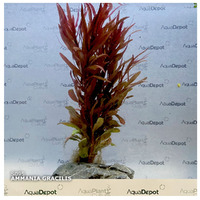 Ammania Gracilis Live Plant Submersed 10-15cm