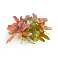 Ammannia gracilis – Submersed Aquarium Plant