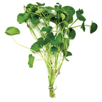 Giant Cardamine Live Plant 5 Pack