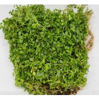 Hemianthus Callitrichoides - Live Aquarium Plant  Fish Tank