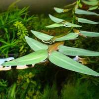 Hygroryza aristata Aquarium Live Plant