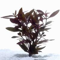 Violet -  Live Aquarium Plant  Fish Tank