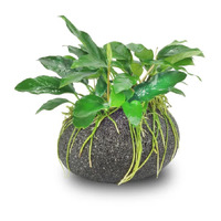 Aquaholics Anubias Smooth Lava Rock Creation Mini