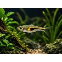 Hengeli Rasbora (Trigonostigma hengeli) – Freshwater Aquarium Fish