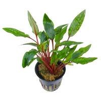 Cryptocoryne Assorted Pot 'Petchii' Live Plant