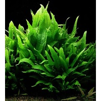 Java Fern Aquarium Live Plant