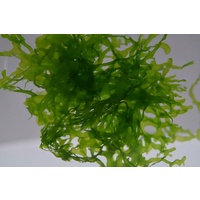 Subwassertang Shrimp Plant