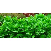 Staurogyne Repens - Tissue Culture - Live Aquarium Plant  Fish Tank