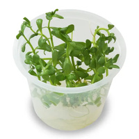 Pogostemon Helferi - Tissue Culture - Live Aquarium Plant  Fish Tank