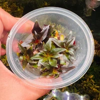 Ludwigia Glandulosa Tissue Culture