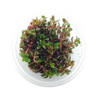 Rotala Colorata - Tissue Culture - Live Aquarium Plant  Fish Tank