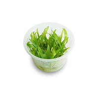 Enchinodorus Boliviannus Rusby - Tissue Culture - Live Aquarium Plant  Fish Tank