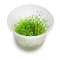 Eleocharis Acicularis 'Mini Hairgrass' Tissue Culture