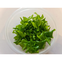 Wisteria Aquarium Live Plant Tissue Culture