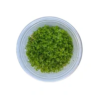 Pink Baby Tears Tissue Culture