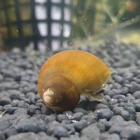 Blackfoot Mystery Snail