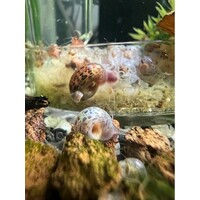 Leopard Rams Horn Snail Small Size