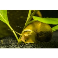 Large Gold Mystery Snail 