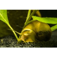 Jumbo Gold Mystery Snail