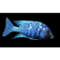 Placidochromis Tanzania Mirrorball Cichlid "Star Saphire" 4cm