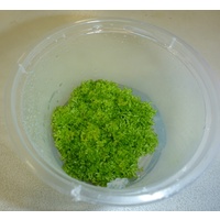 Riccia fluitans Tissue Culture – Live Aquarium Plant