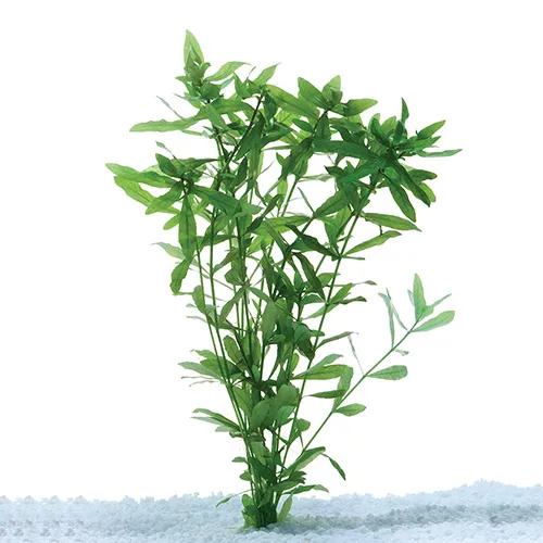 hygrophila Aquarium Live Plant