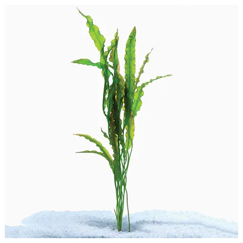 Pisces Aponogeton Crispus Live Plant