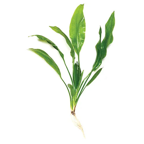 Pisces Bleheri Sword Small Live Plant