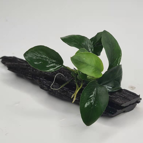 Pisces Nano Fighter Fish Drift Wood Creation