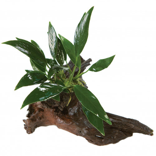 Pisces Anubias Driftwood Creation Mini