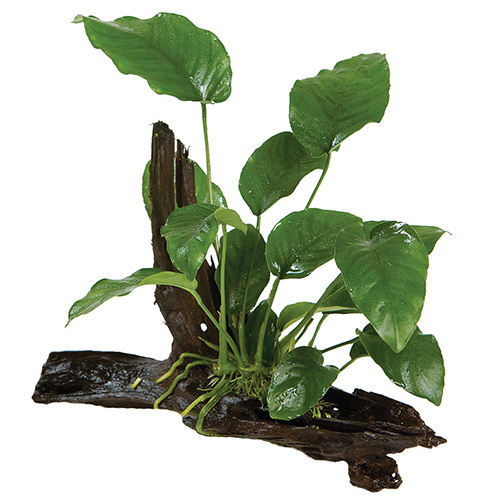 Pisces Anubias Driftwood Creation Medium