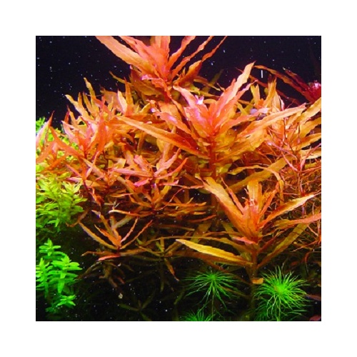 Ammania Senegalensis- Tissue Culture - Live Aquarium Plant  Fish Tank
