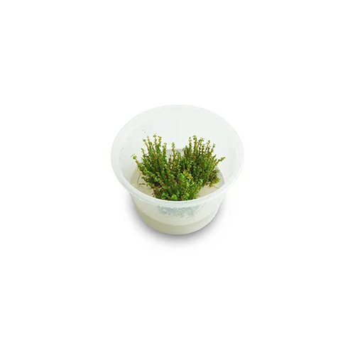 Rotala Macrandra Pearl Tissue Culture Live Plant