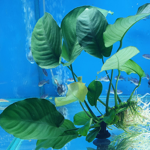 Pisces Anubias Bateri Old 10-20cm