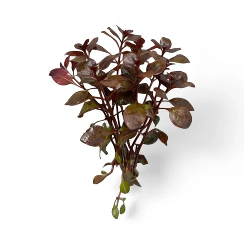 Ludwigia palustris - Super Mini Red - Live Aquarium Plant