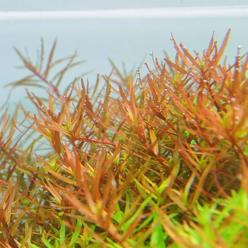 Rotala rotundifolia 'H'Ra' – Potted Live Aquarium Plant