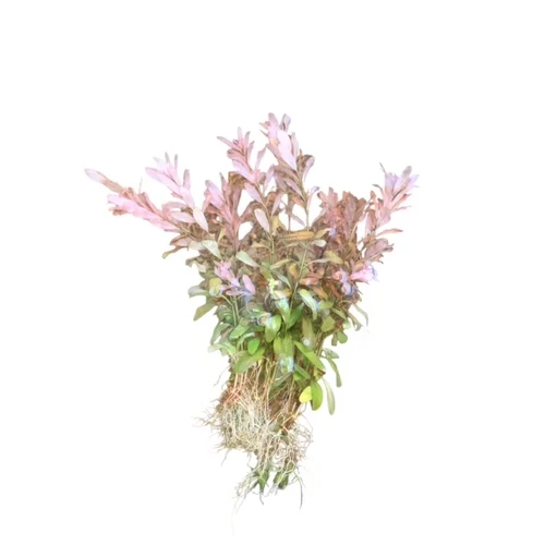 Ludwigia inclinata Live Aquarium Plant
