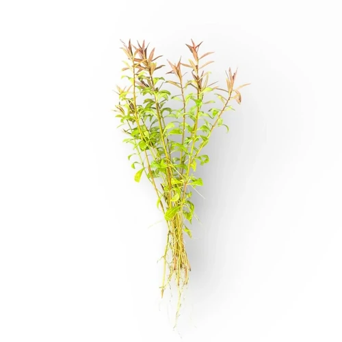 Ludwigia brevipes Live Aquarium Plant