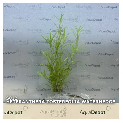 Heteranthera zosterifolia – Stargrass Aquarium Plant