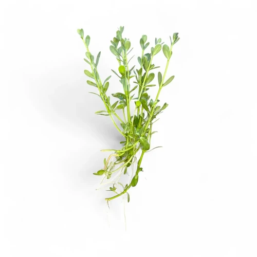 Bacopa monnieri – Submersed Live Aquarium Plant Bunch