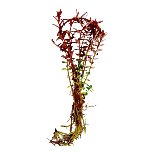 Rotala rotundifolia 'Blood Red' – Submersed Live Aquarium Plant